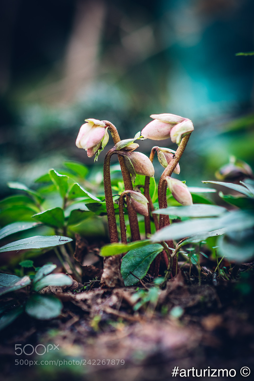 Nikon D7200 sample photo. Flowers for the winter photography