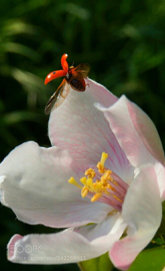 Sony Alpha a5000 (ILCE 5000) sample photo. Goodnight! photography