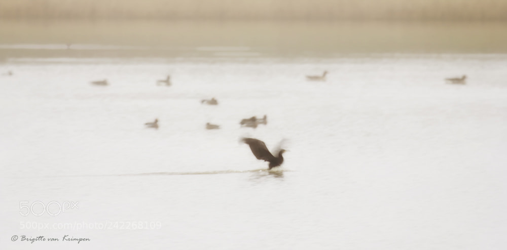 Canon EOS 60D sample photo. Bird impresionism photography