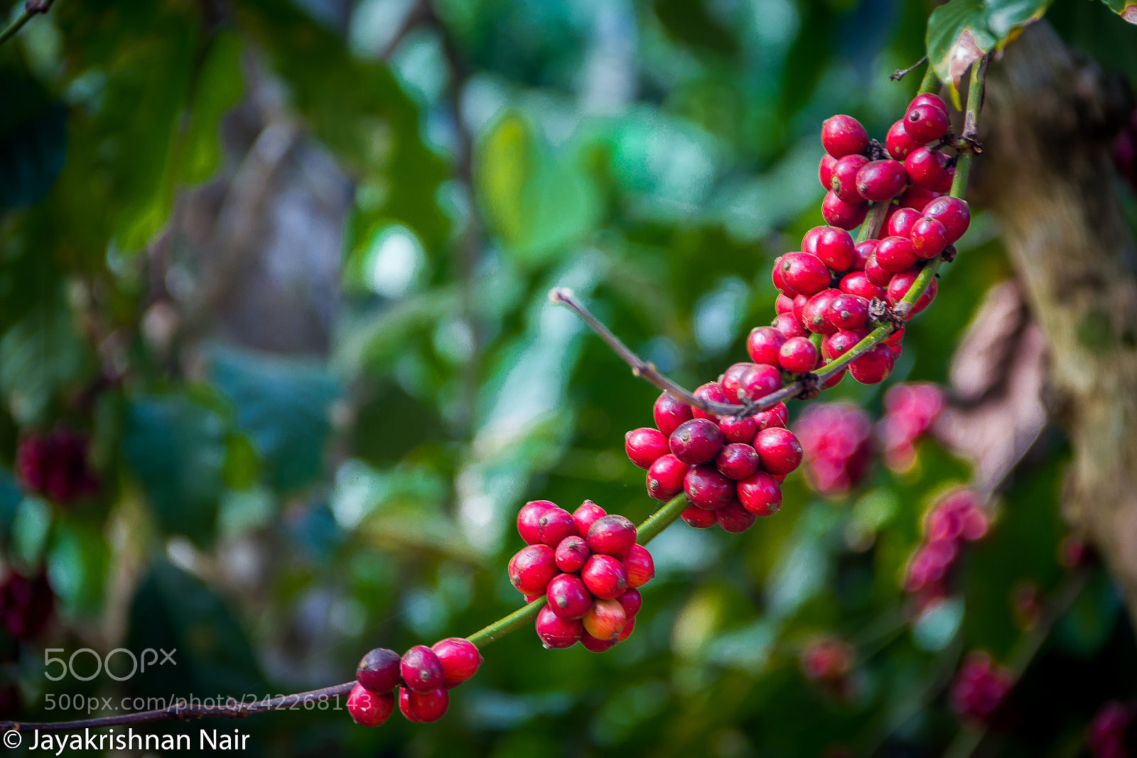 Canon EOS 550D (EOS Rebel T2i / EOS Kiss X4) sample photo. Coffee beans photography