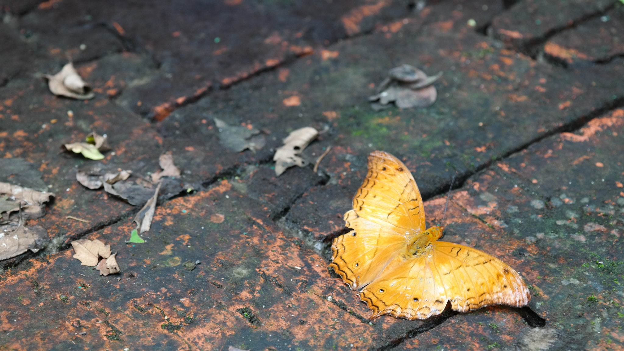 Samsung NX300M sample photo. A little orange on the bricks photography
