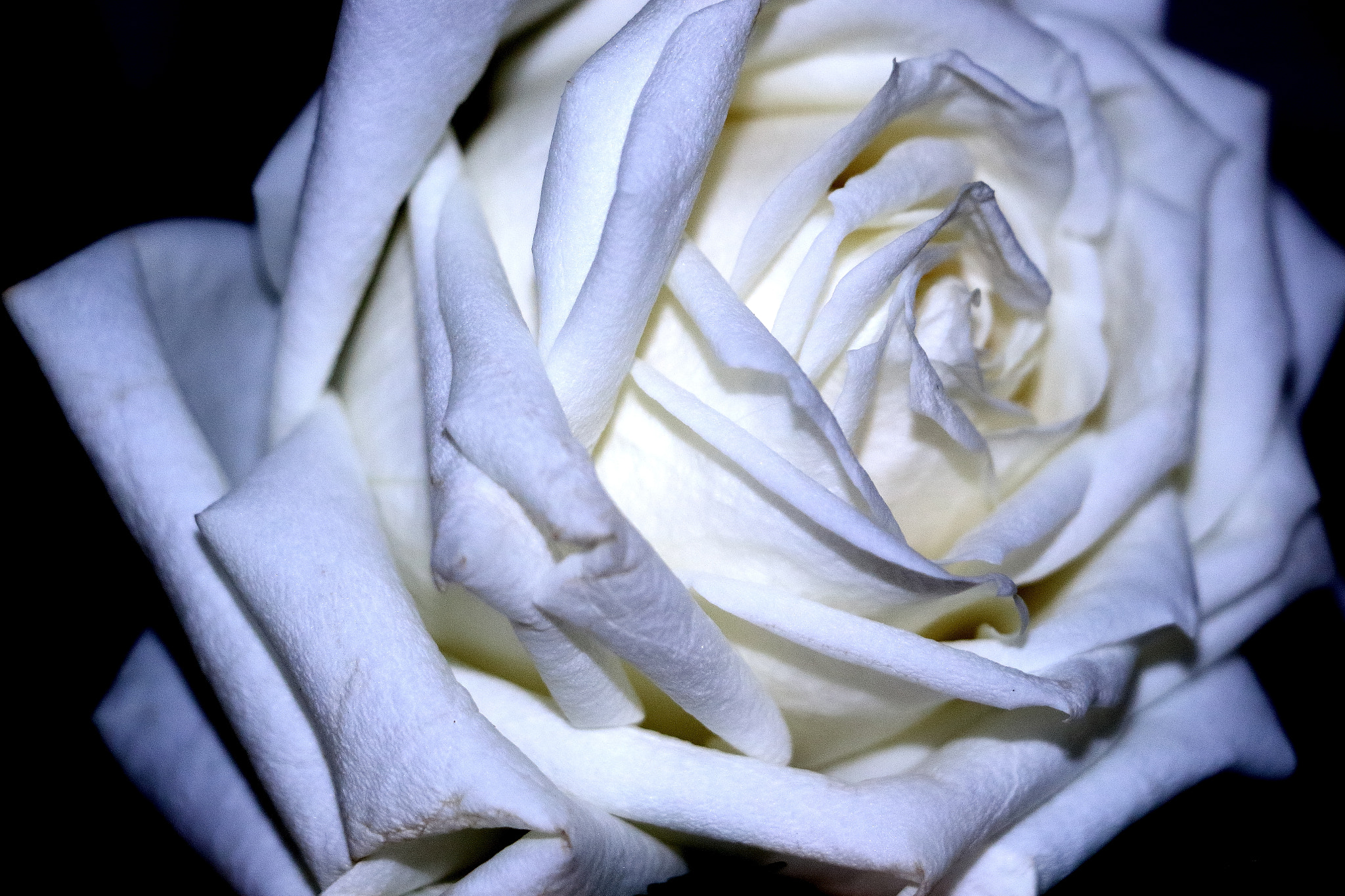 Canon EOS 7D Mark II sample photo. Gma photography