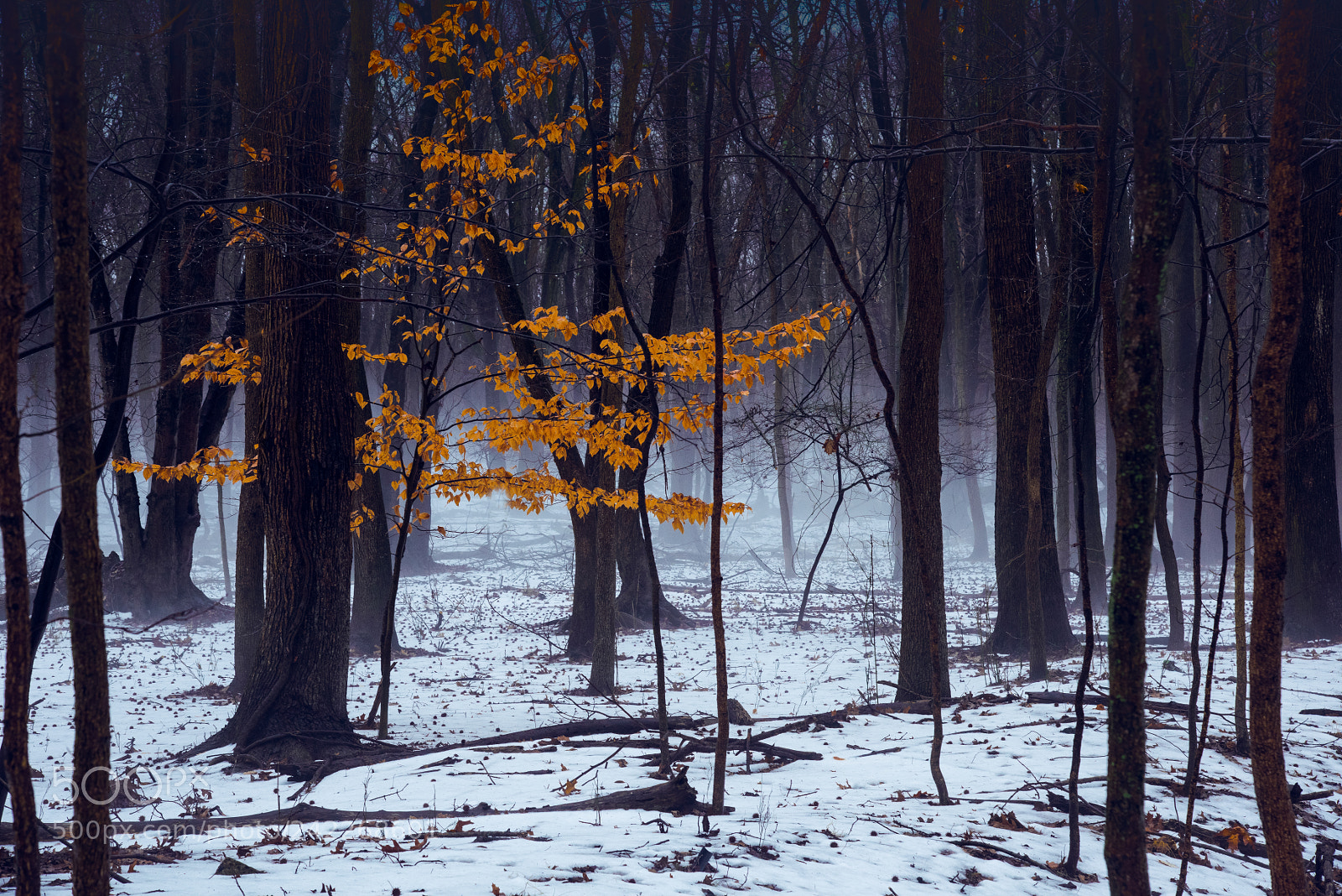 Nikon D810 sample photo. Winter forest photography