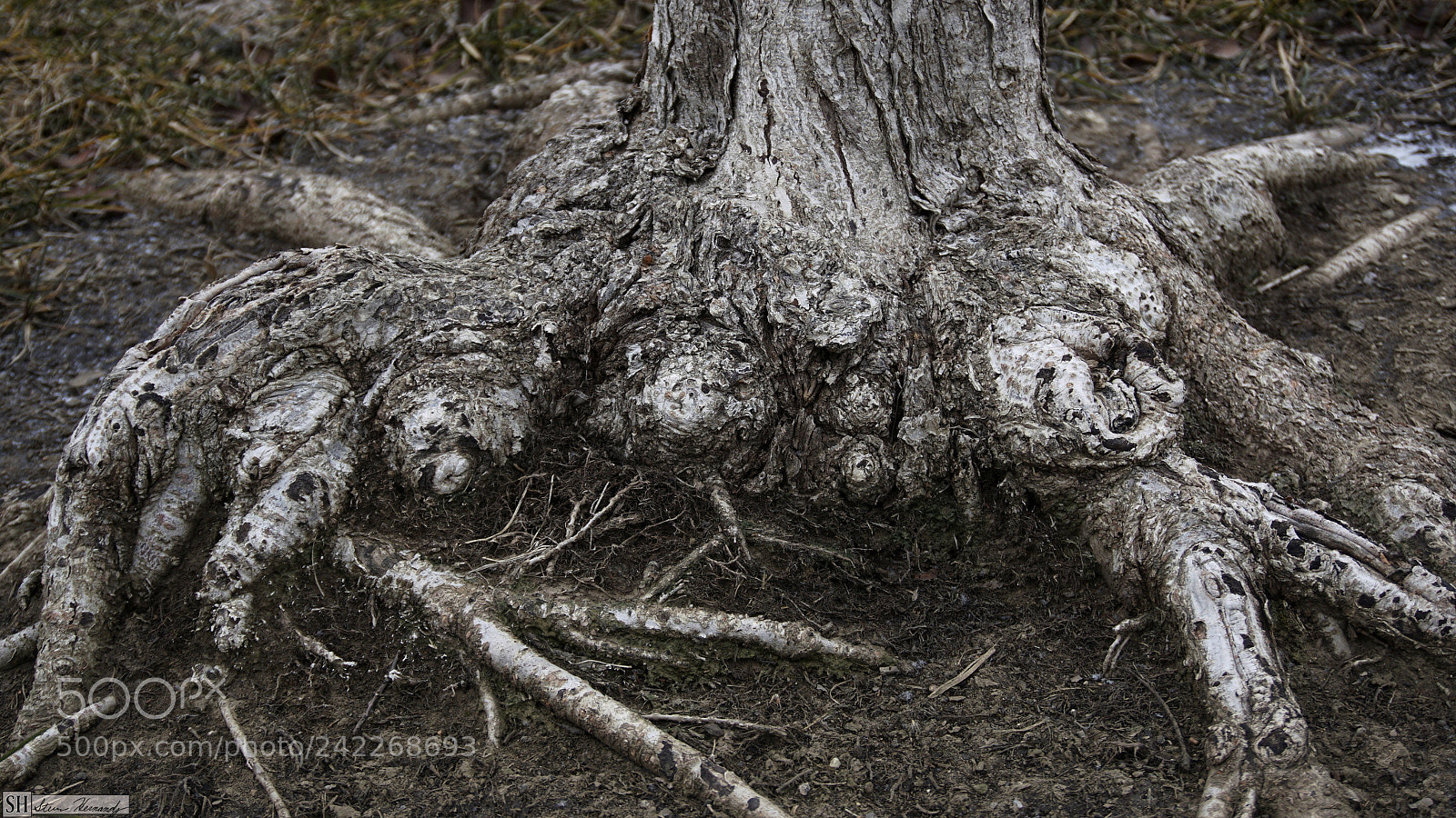 Sony a6000 + Sony E 18-50mm F4-5.6 sample photo. () photography