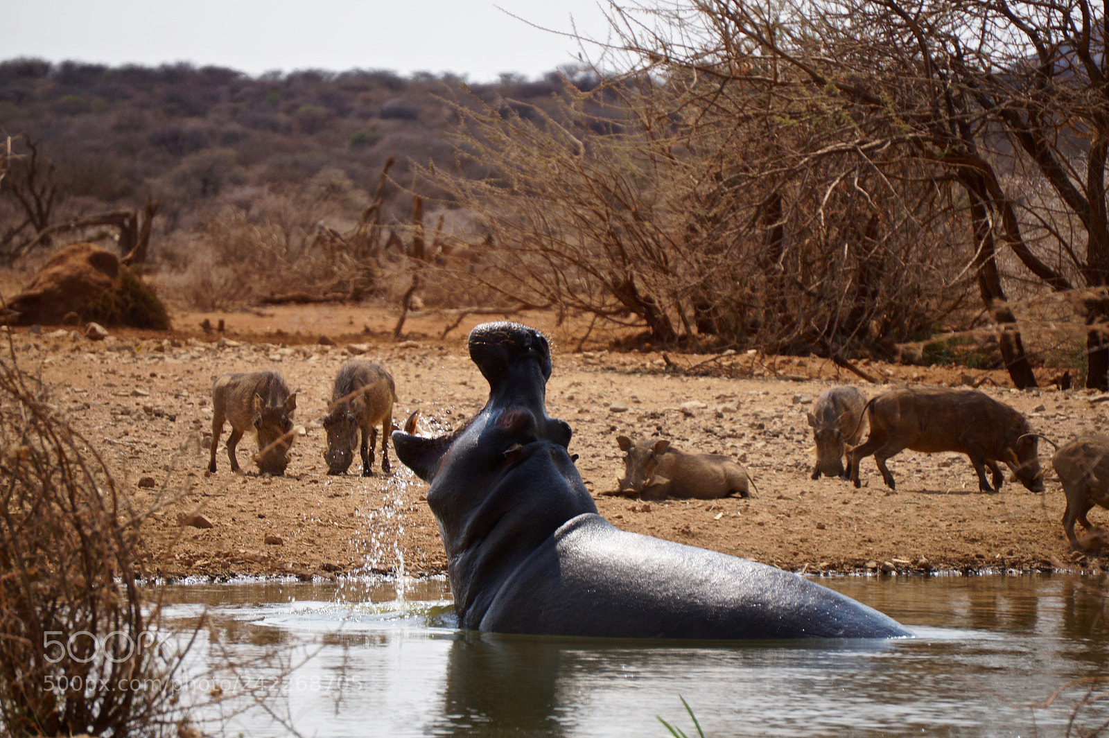 Sony Alpha a5000 (ILCE 5000) sample photo. Hippo at erindi game photography