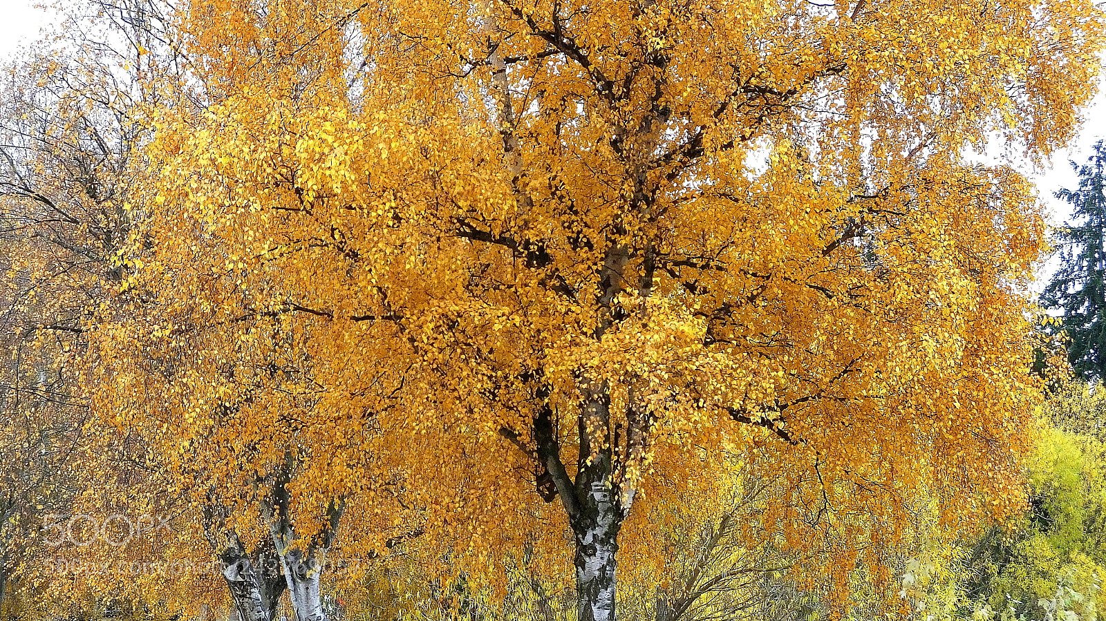 Fujifilm FinePix HS50 EXR sample photo. Birch i say photography