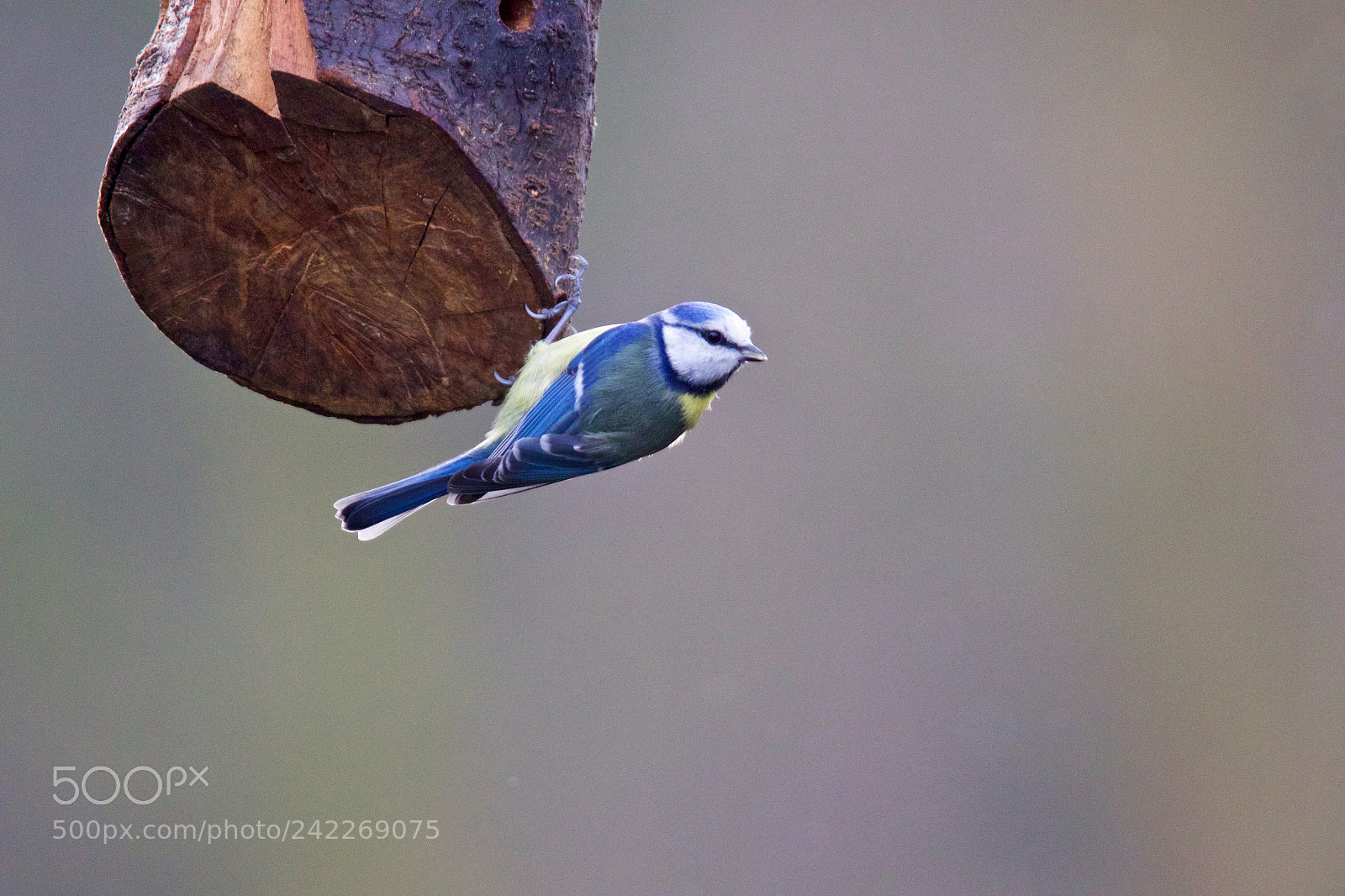 Canon EOS 7D Mark II sample photo. European blue tit photography