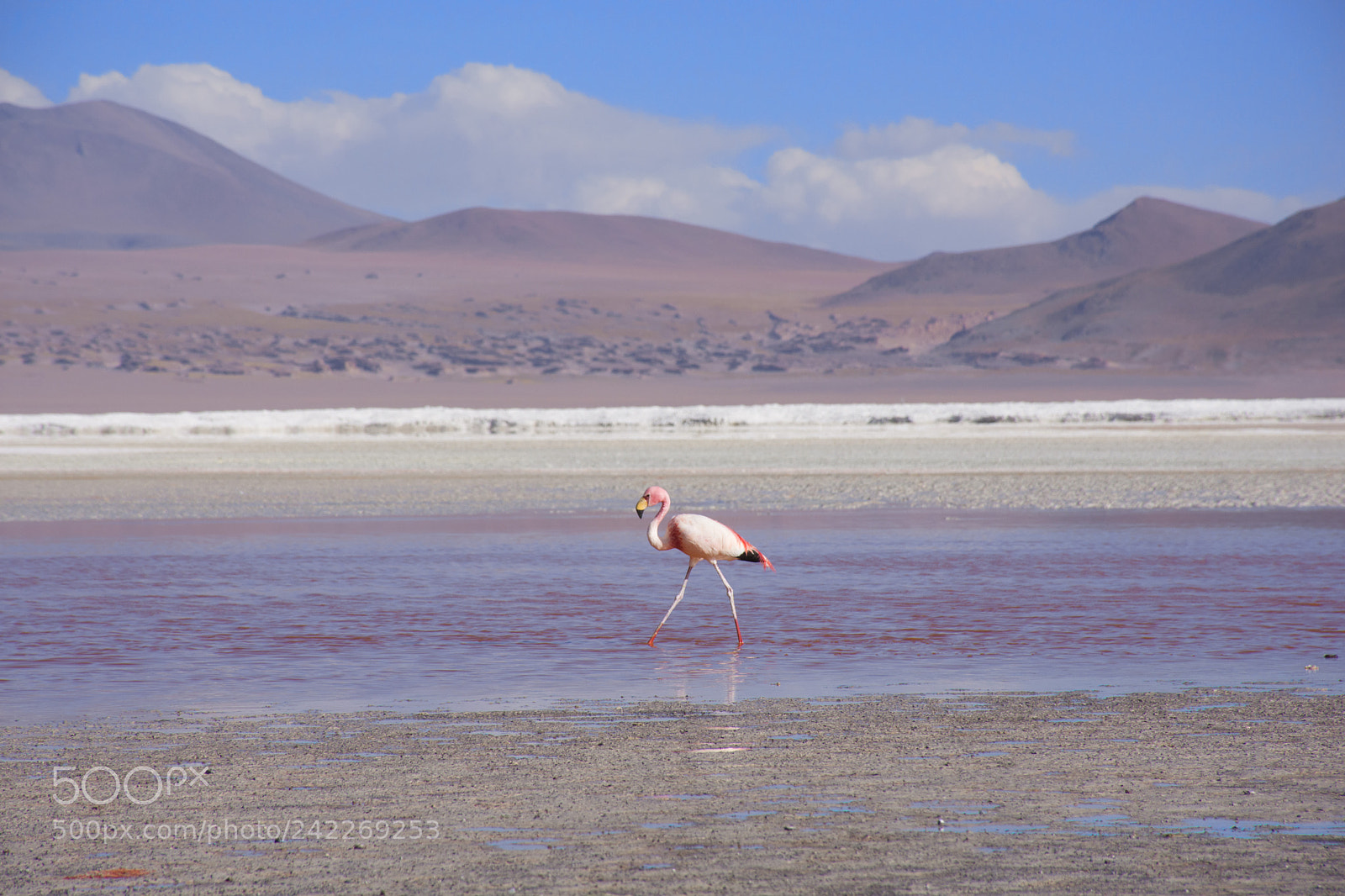Nikon D7200 sample photo. Flamingo photography
