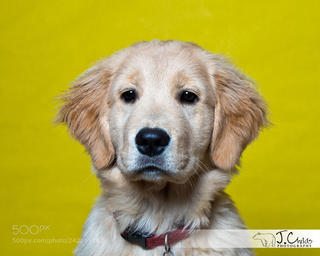 Canon EOS 7D Mark II sample photo. Zoe photography