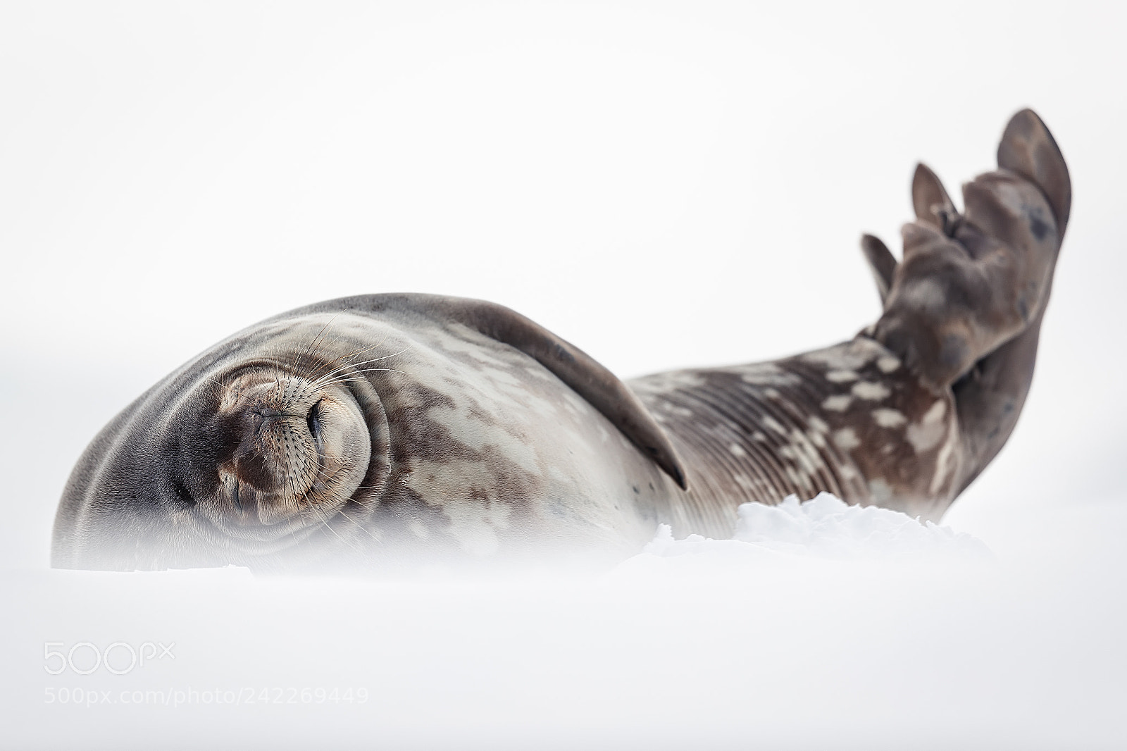 Canon EOS-1D X Mark II sample photo. Seal photography