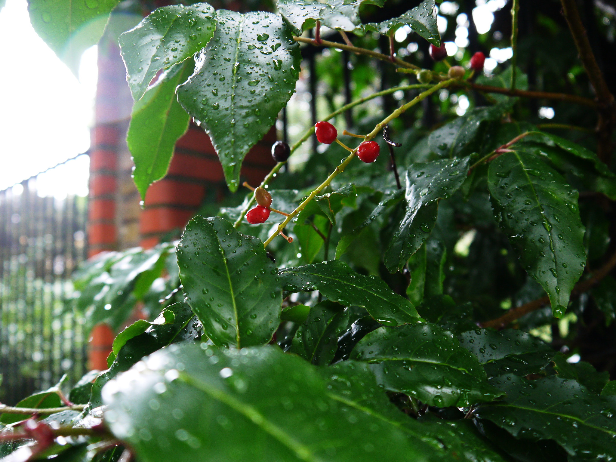 Panasonic Lumix DMC-GF3 sample photo. 'these dark days of autumn rain...' photography