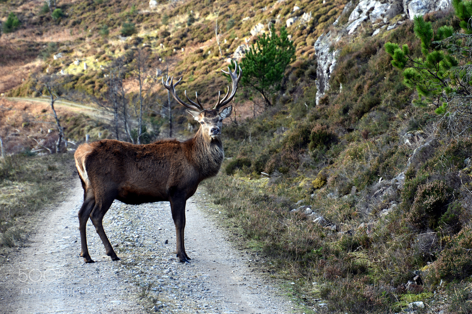 Nikon D7200 sample photo. Stag photography