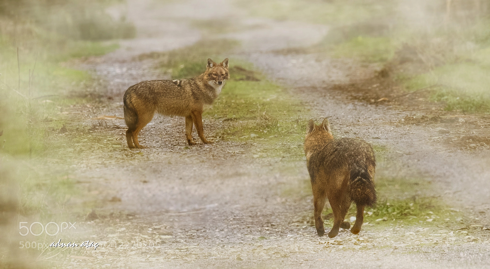 Nikon D5 sample photo. Akal - golden jackal photography