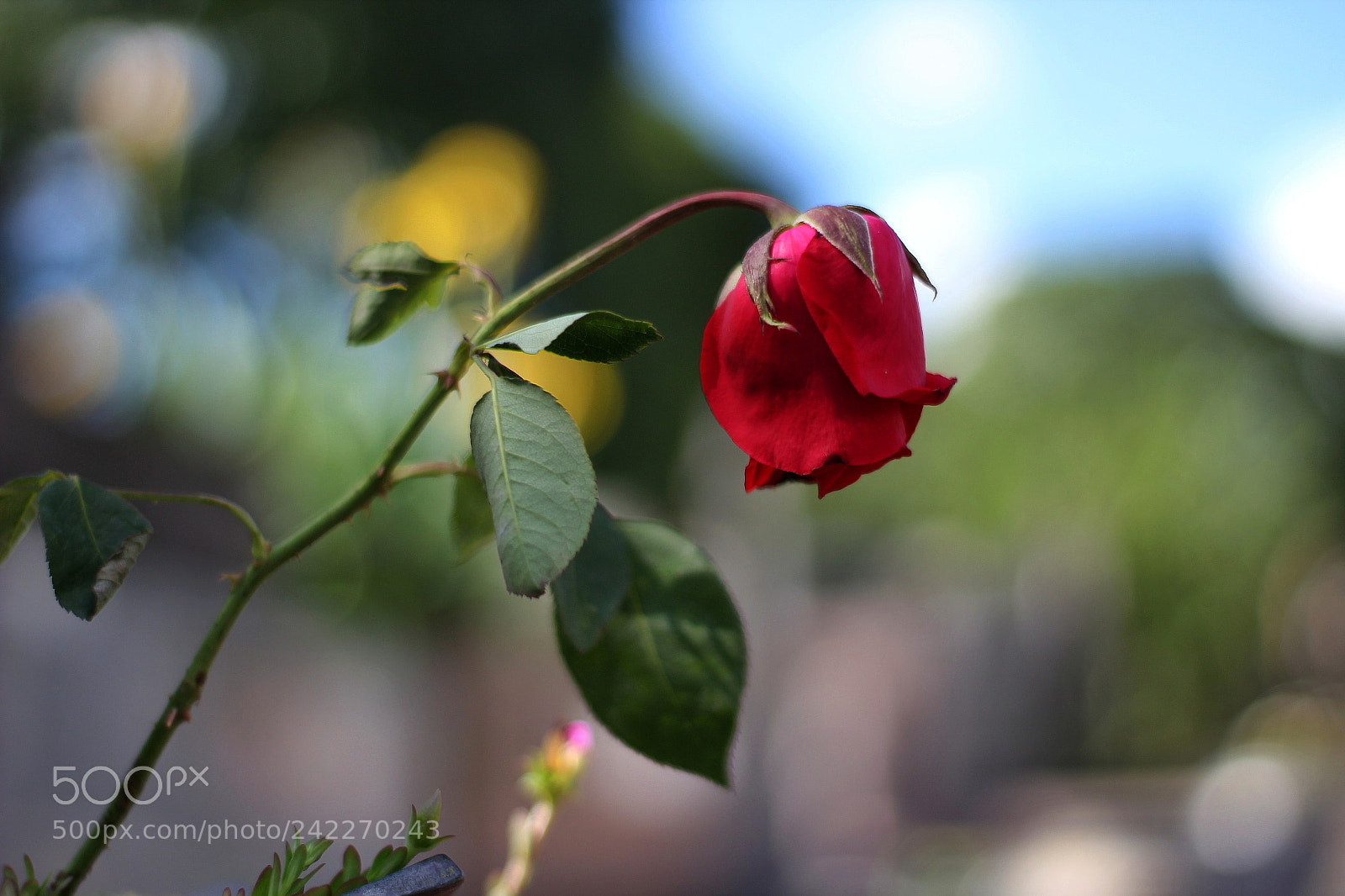 Canon EOS 1200D (EOS Rebel T5 / EOS Kiss X70 / EOS Hi) sample photo. The rose photography
