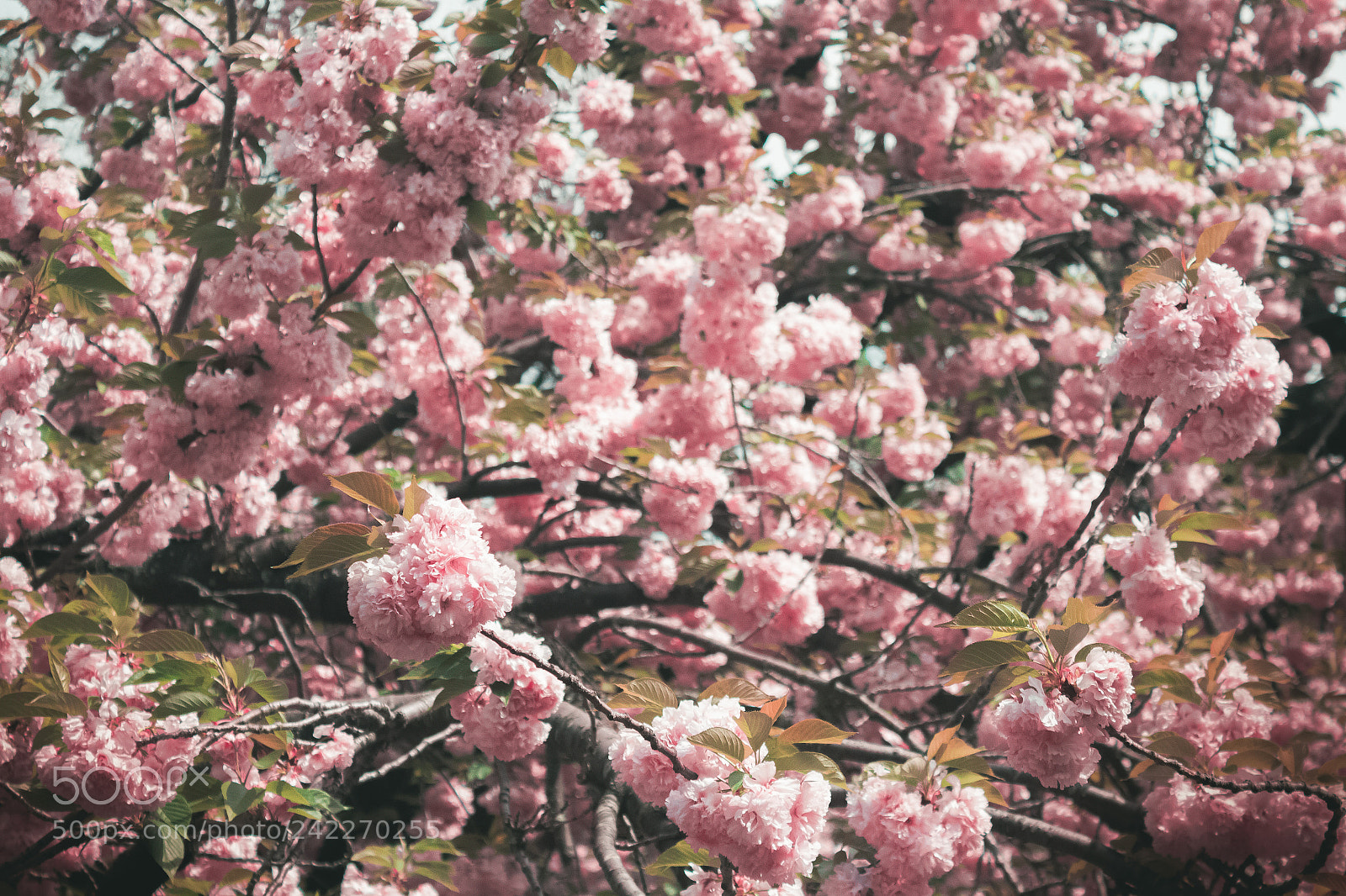 Canon EOS 1200D (EOS Rebel T5 / EOS Kiss X70 / EOS Hi) sample photo. Cherry blossoms photography