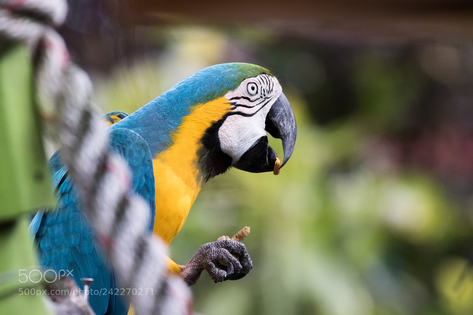 Canon EOS 7D Mark II sample photo. Parrot eating peanuts photography
