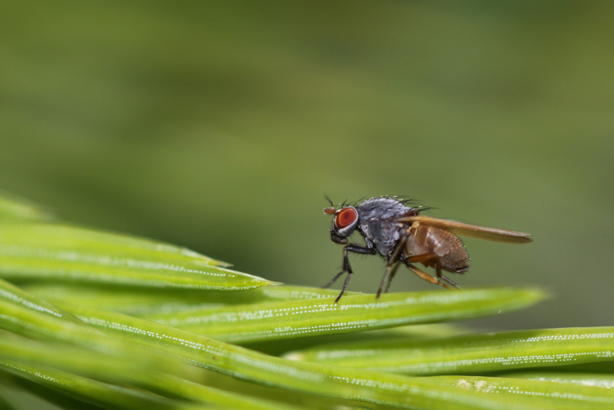 Canon EF 100mm F2.8 Macro USM sample photo. Golden cut photography