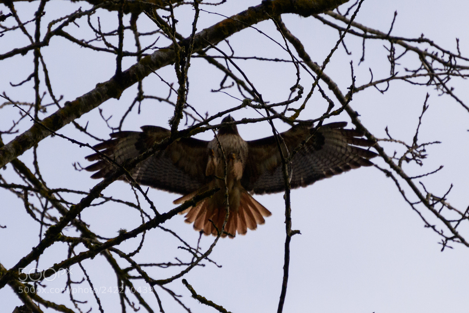 Nikon D800 sample photo. Freedom photography
