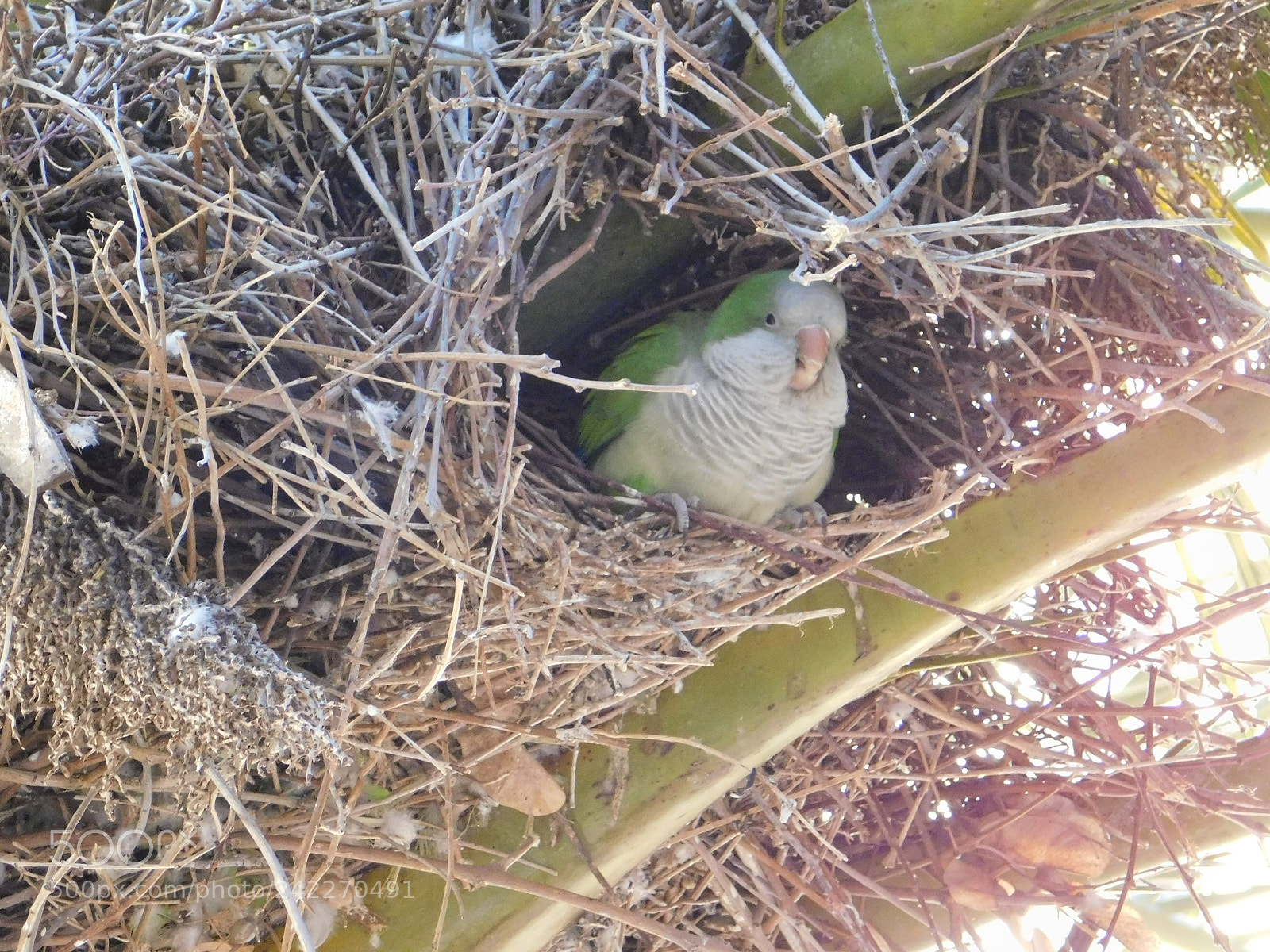 Nikon Coolpix B500 sample photo. Nesting... photography
