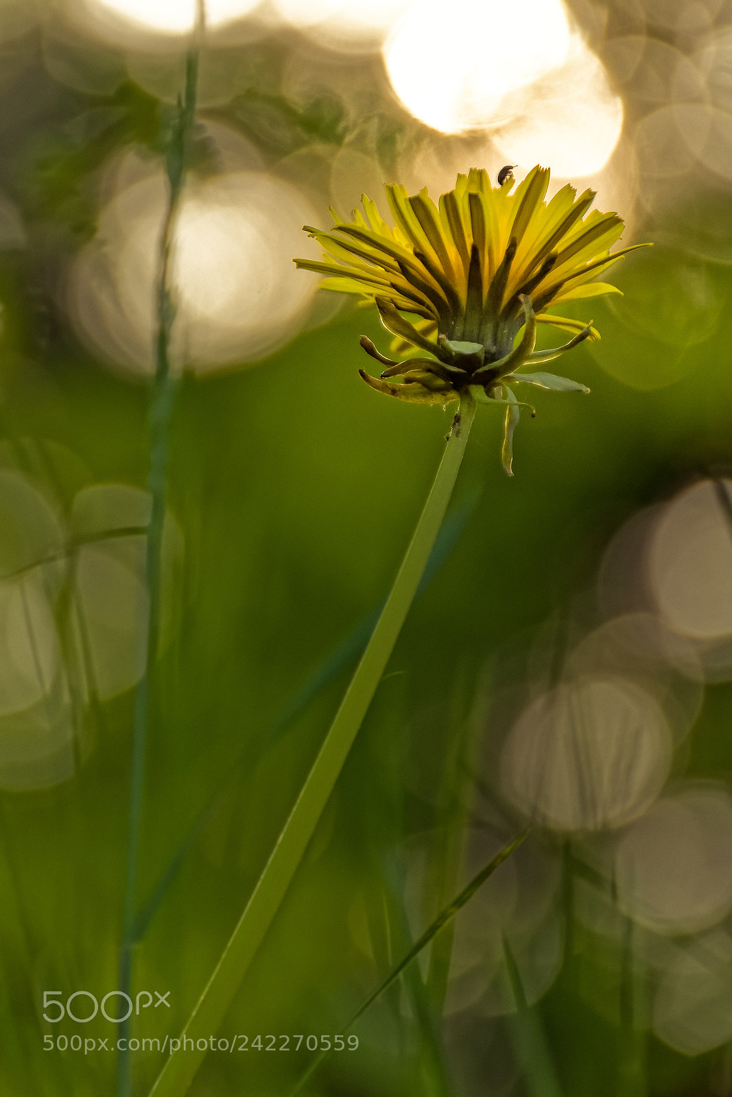 Nikon D7100 sample photo. Little wanderer photography