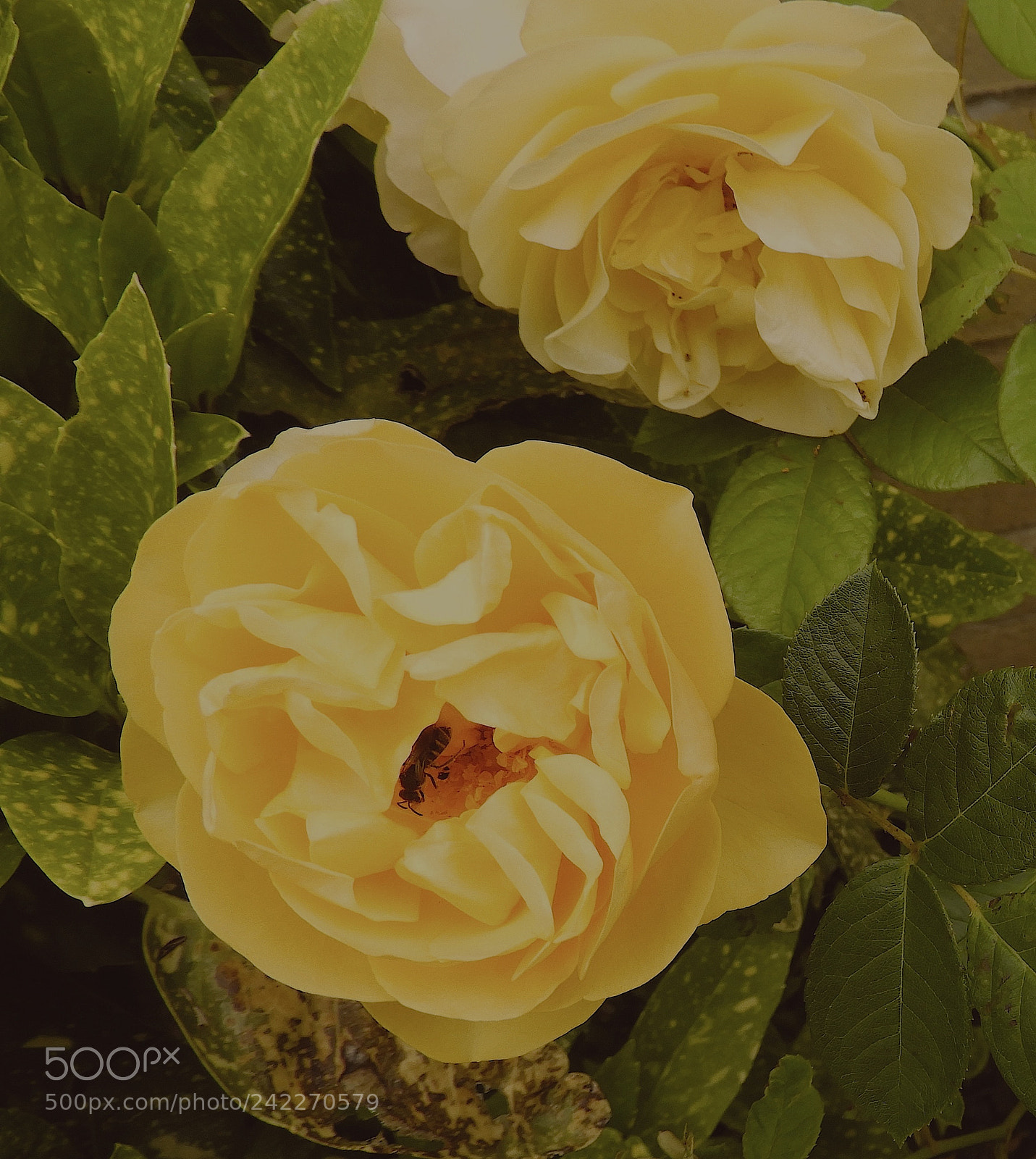 Nikon Coolpix B700 sample photo. Yellow roses and bee photography
