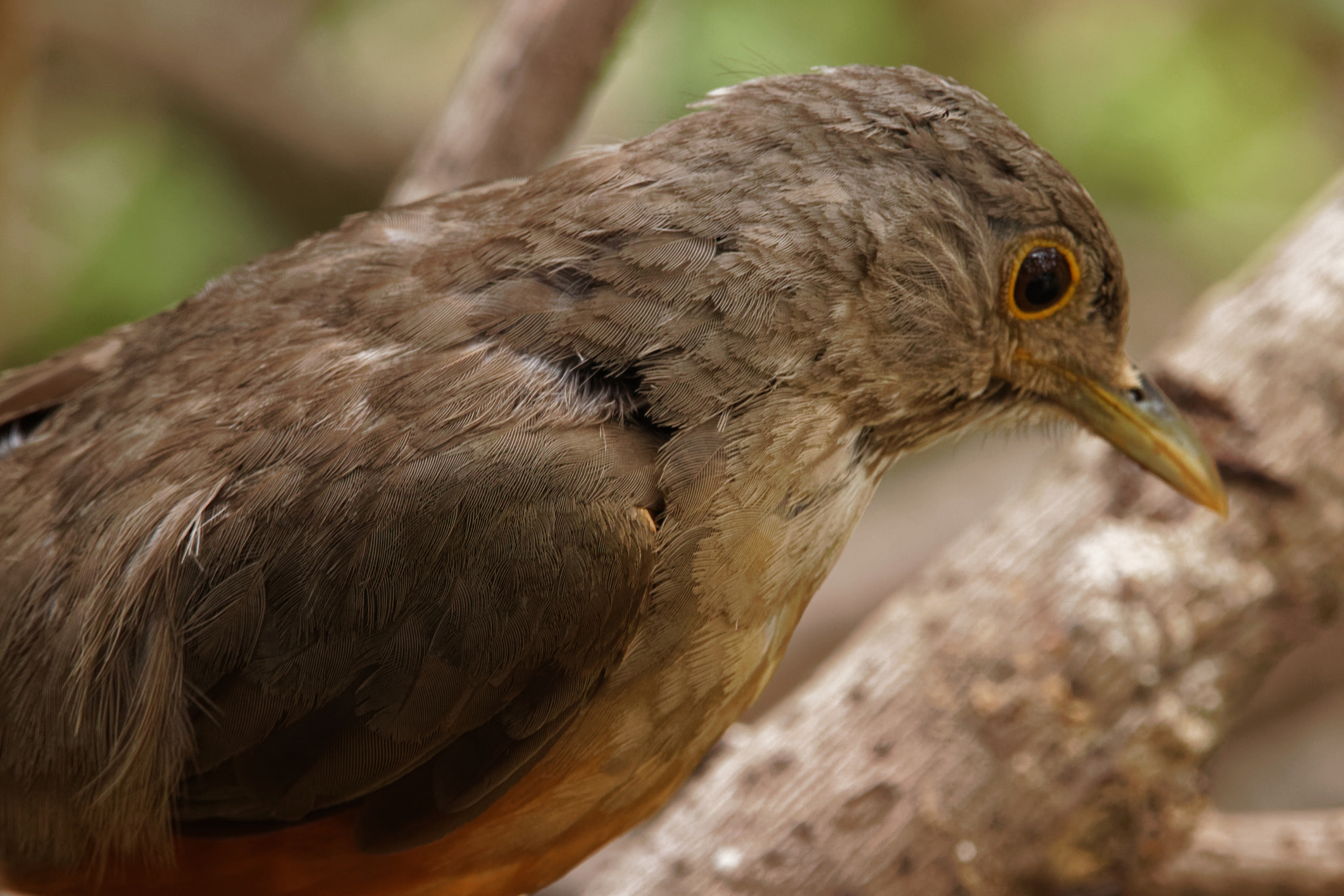 Sigma 150-600mm F5-6.3 DG OS HSM | C sample photo. Plumage photography