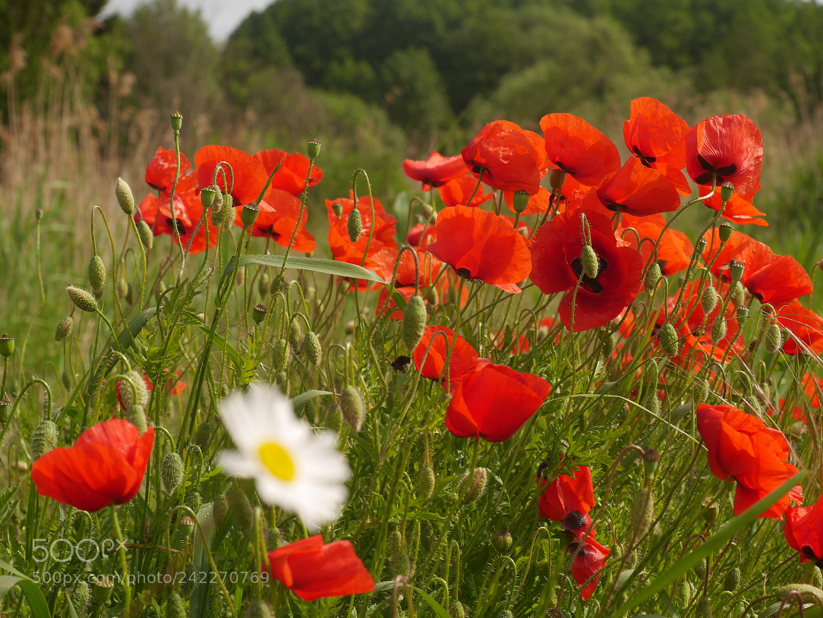 Panasonic Lumix DMC-GX7 sample photo. Untitled photography