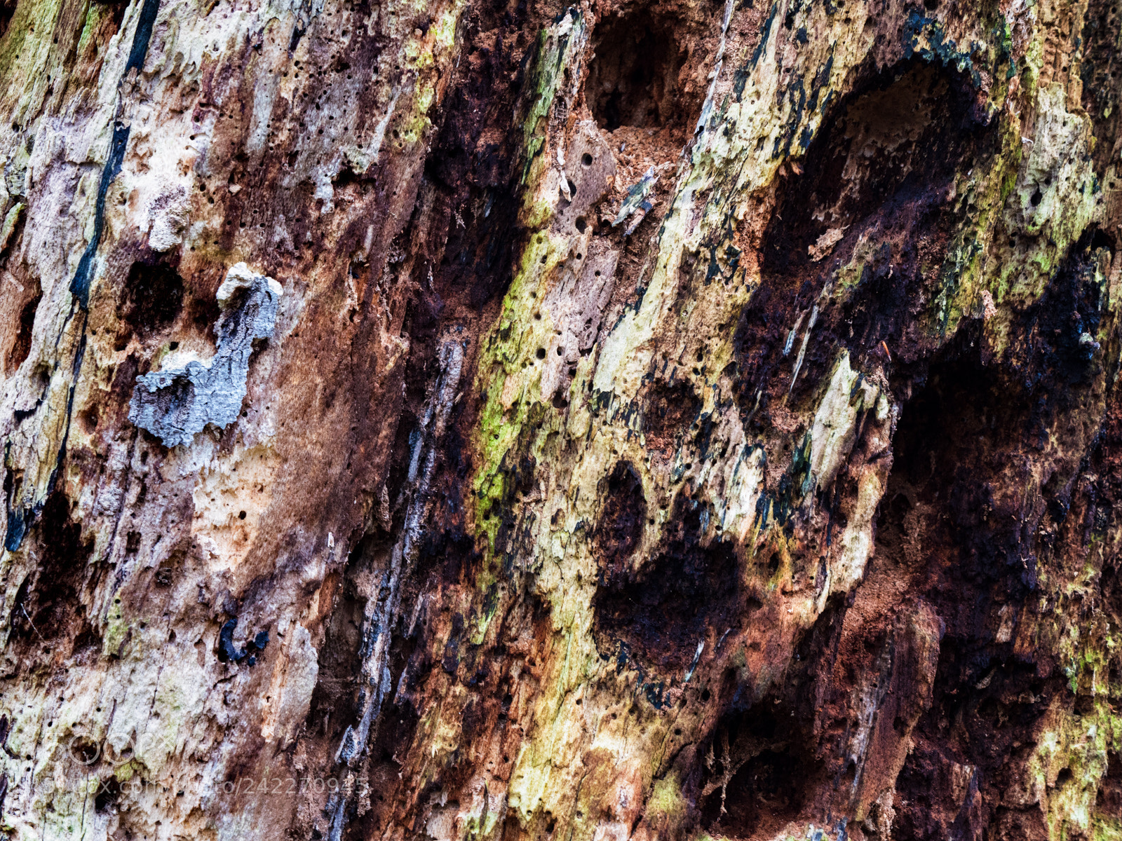 Panasonic Lumix DMC-GX8 sample photo. Beautiful decay photography