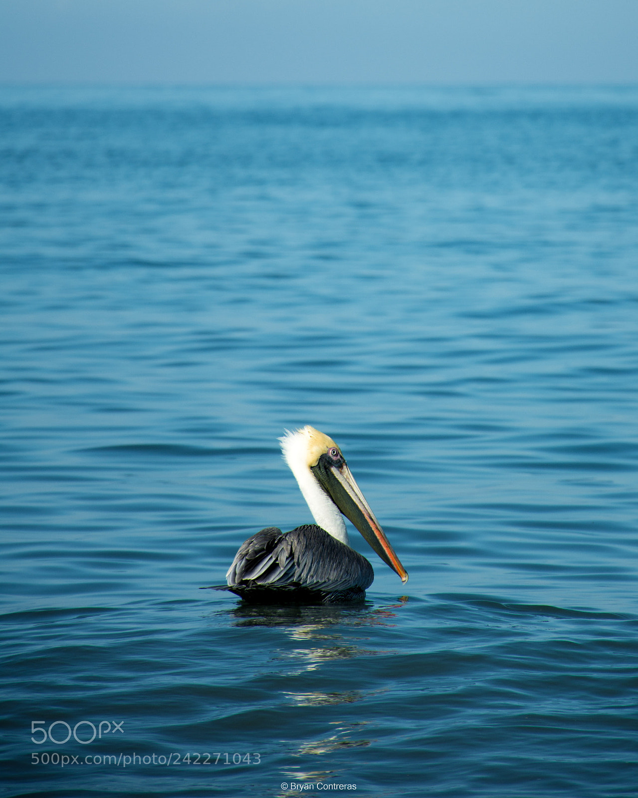 Nikon D7100 sample photo. Blue pelipper photography
