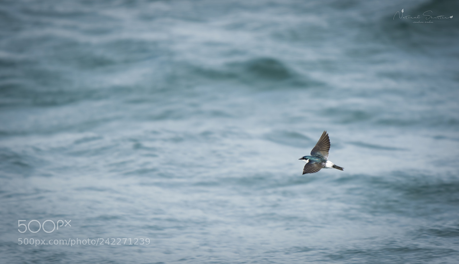 Nikon D7100 sample photo. Fly over the water photography