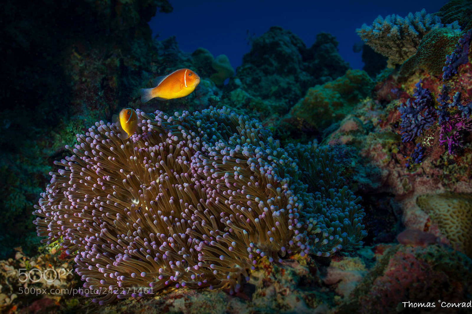 Canon EOS 550D (EOS Rebel T2i / EOS Kiss X4) sample photo. Beauties in the reef photography