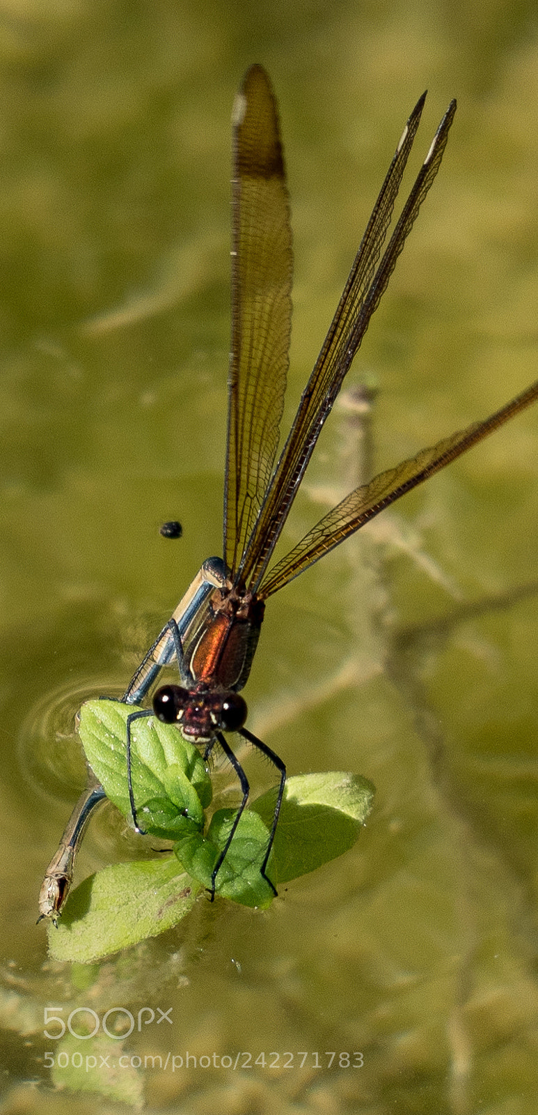 Olympus OM-D E-M5 II sample photo. Dragon-fly spawns photography