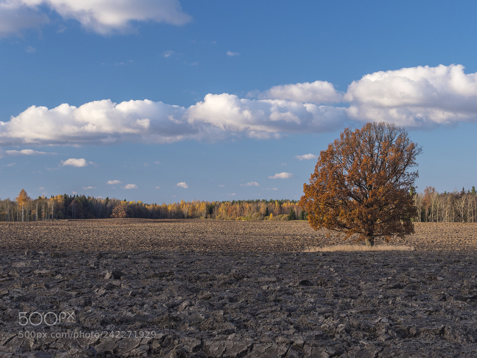 Olympus OM-D E-M1 Mark II sample photo. #004/2018 autumn. kurzeme. latvia. @ 21/10/2017 photography