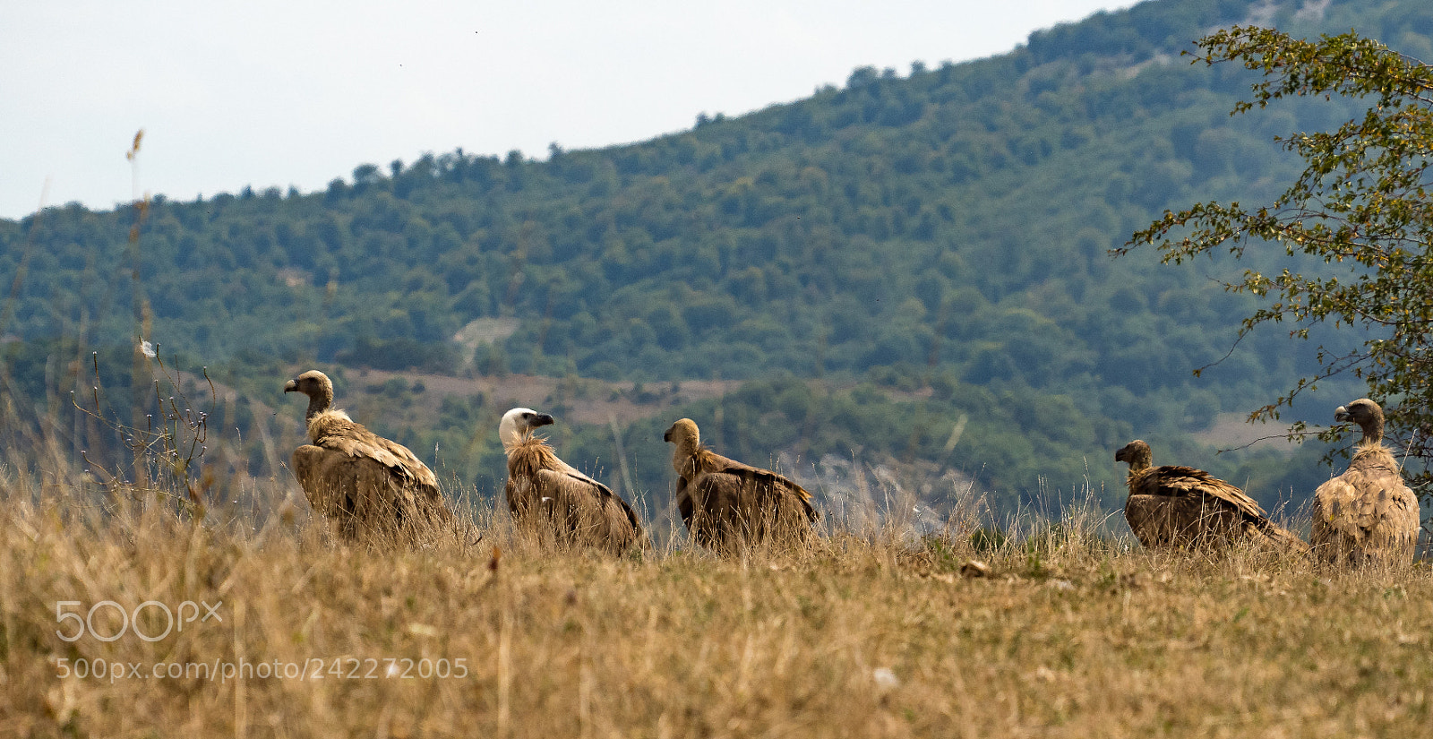 Olympus OM-D E-M5 II sample photo. Gyps fulvus photography