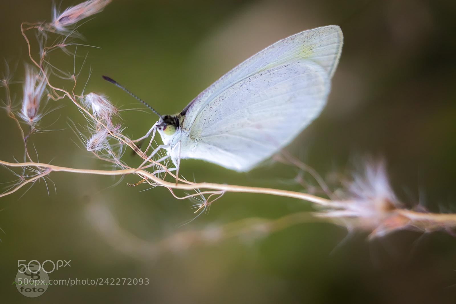 Canon EOS 1100D (EOS Rebel T3 / EOS Kiss X50) sample photo. White butterfly photography