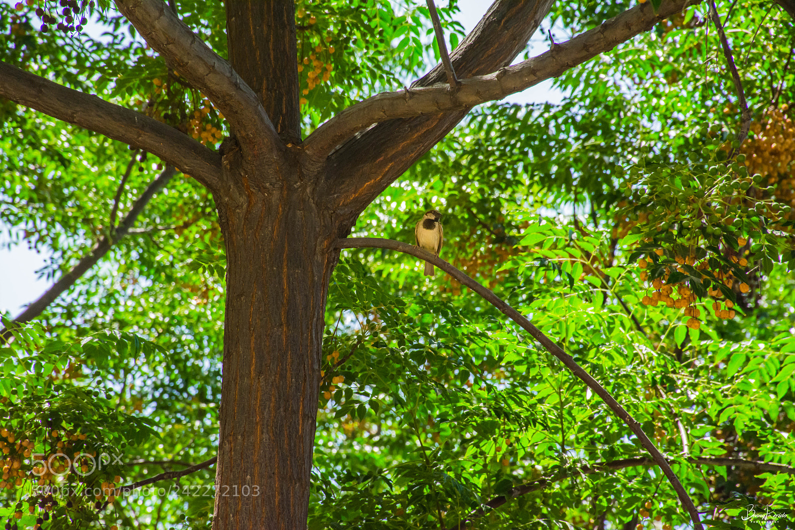 Nikon D7100 sample photo. Sparrow photography