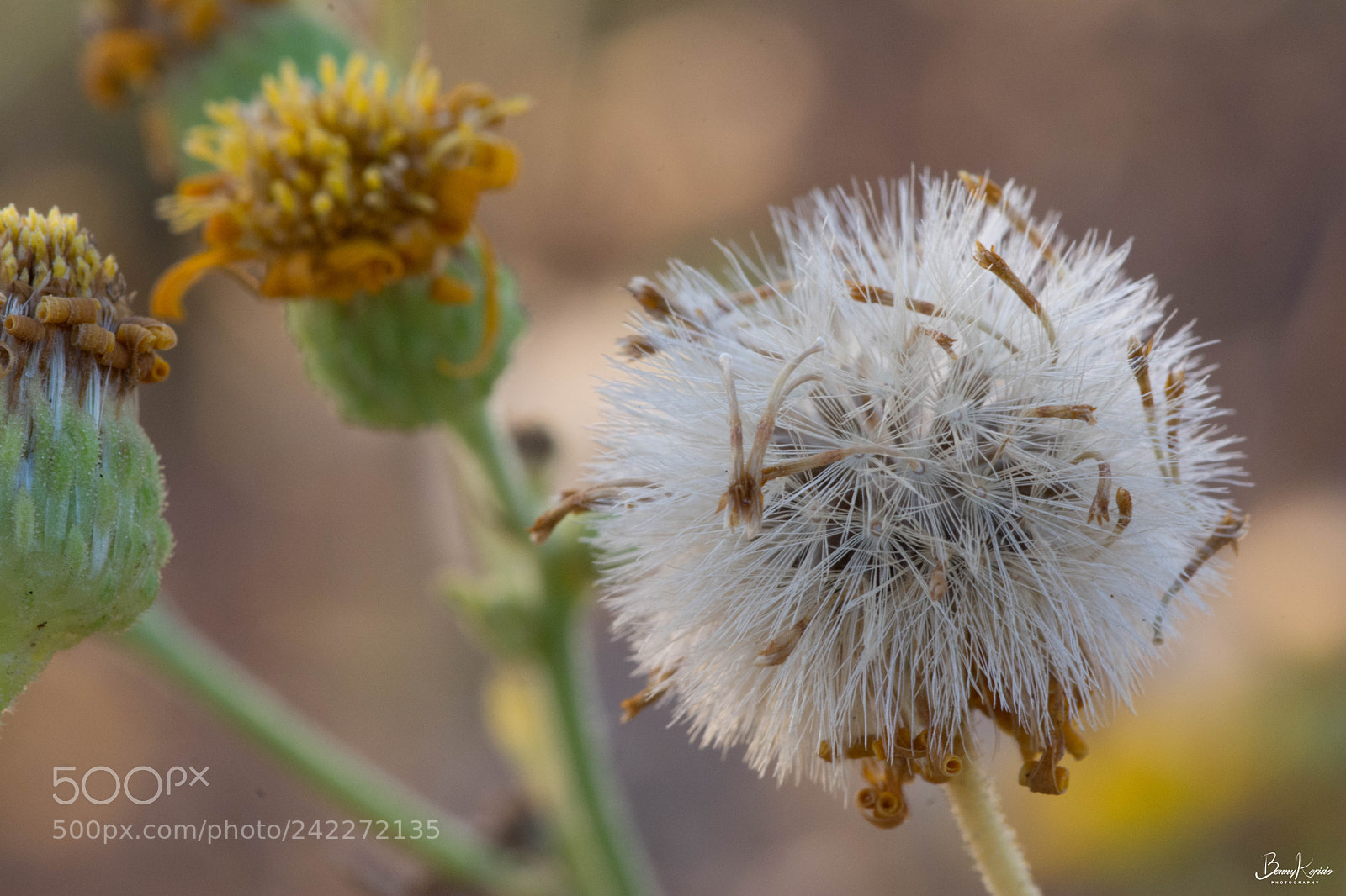 Nikon D7100 sample photo. Untitled photography
