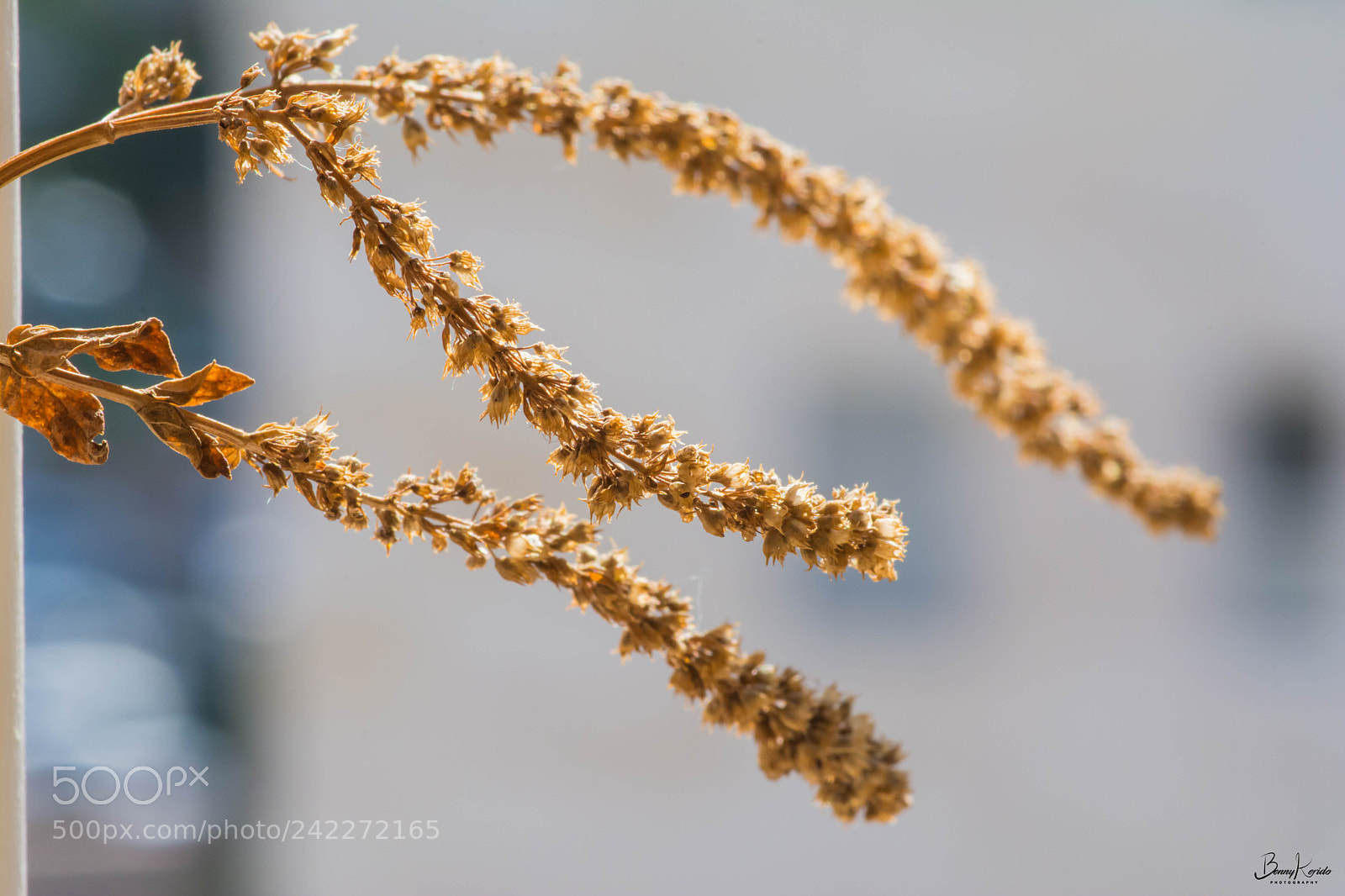 Nikon D7100 sample photo. Dry photography
