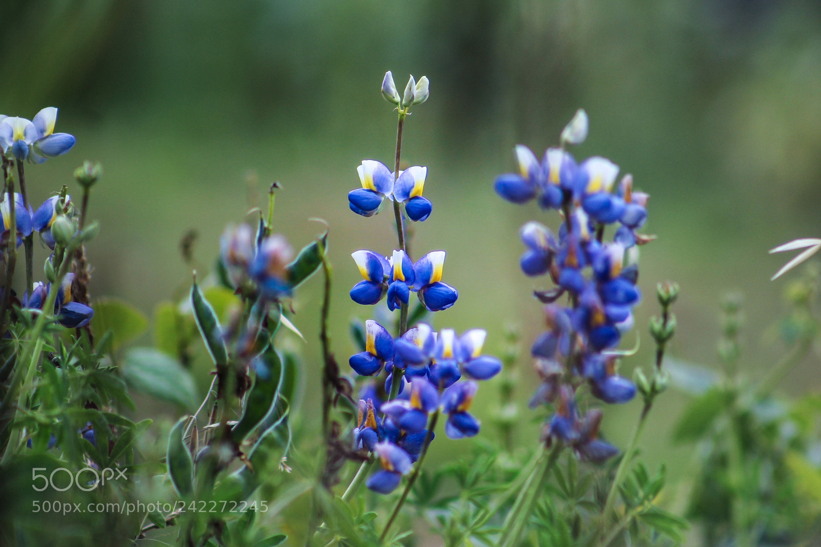 Canon EOS 1200D (EOS Rebel T5 / EOS Kiss X70 / EOS Hi) sample photo. Flor de chocho o photography