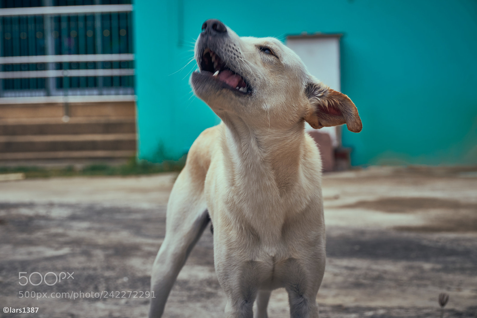 Fujifilm X-T1 sample photo. Little buddy photography
