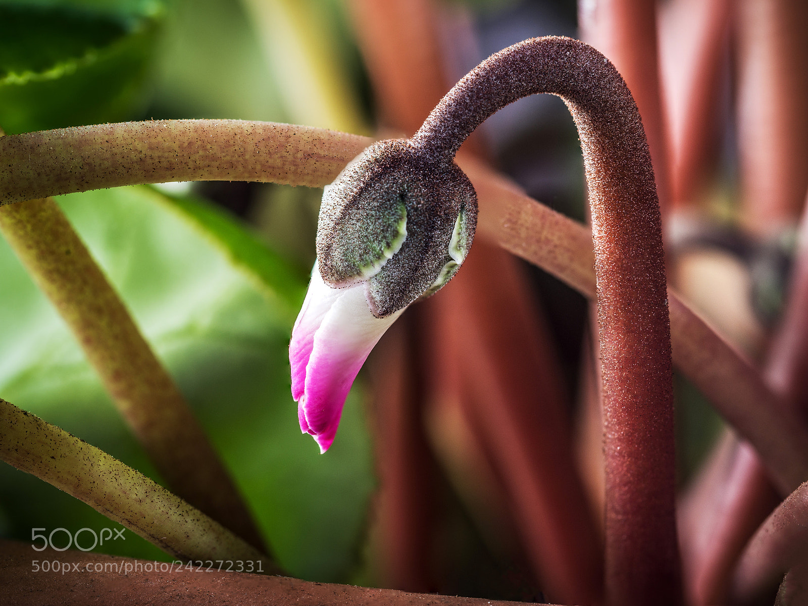 Olympus OM-D E-M10 III sample photo. Cyclamen #01 photography