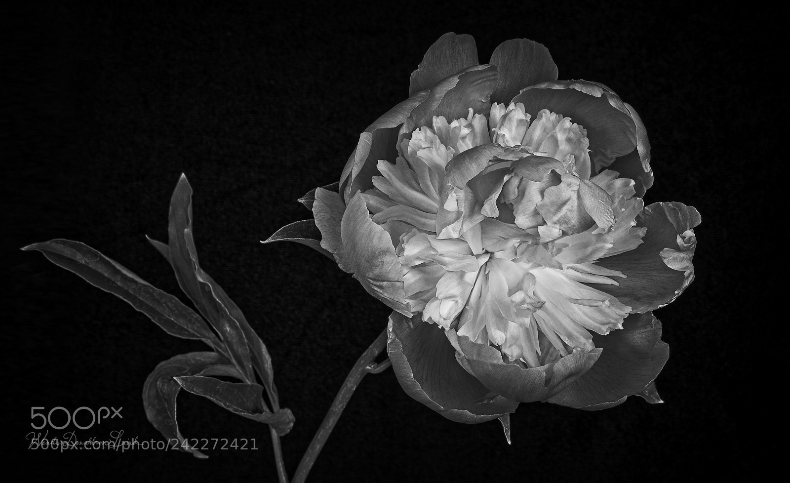 Fujifilm X-E2 sample photo. Peony study v1 photography