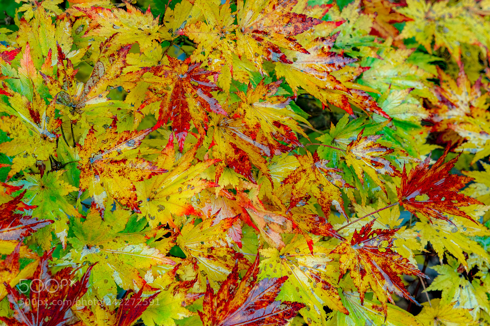 Sigma SD1 Merrill sample photo. Wet leaves ii photography