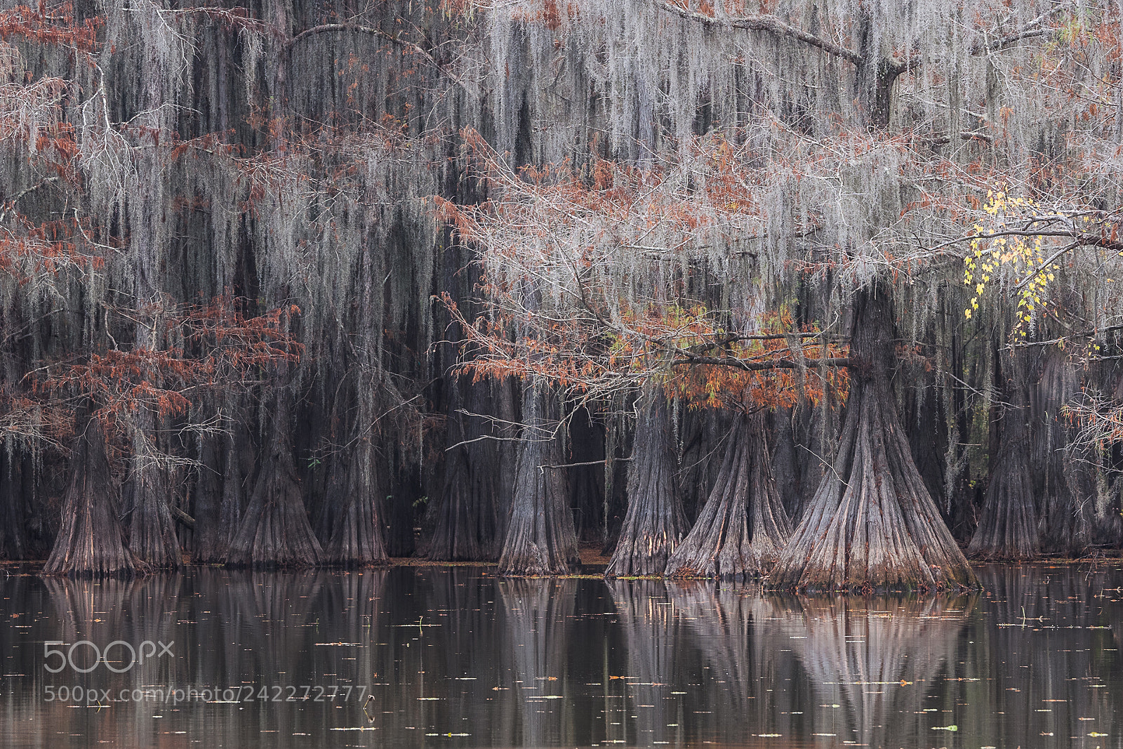 Olympus OM-D E-M1 sample photo. Fabulous cypress forest photography