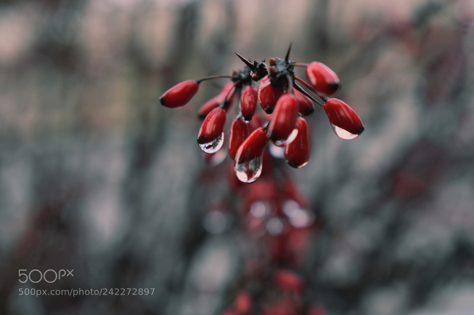 Nikon D3400 sample photo. Red in a rain photography