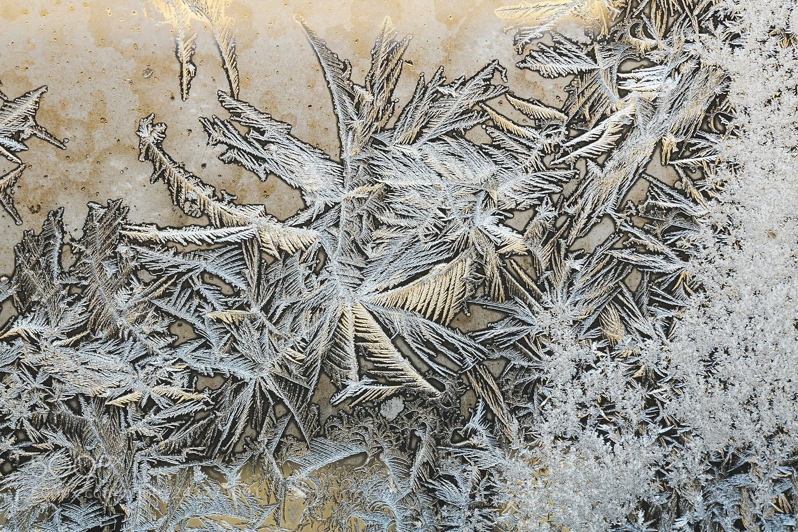 Canon EOS 760D (EOS Rebel T6s / EOS 8000D) sample photo. Frost and light photography