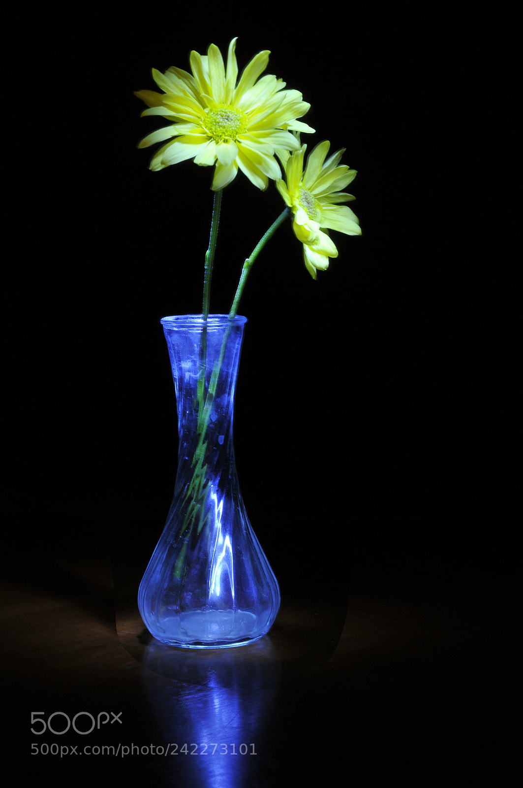 Nikon D300 sample photo. Flower lights photography