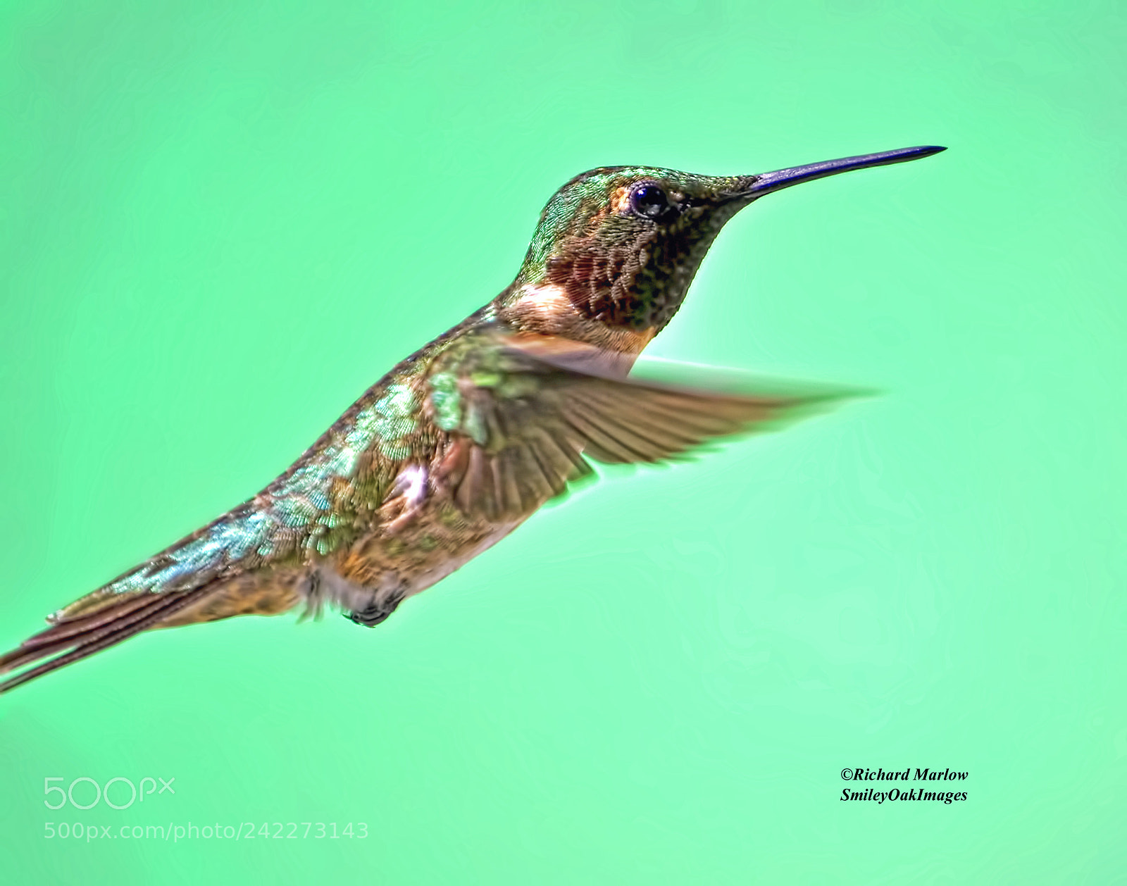 Nikon D5000 sample photo. Hummingbird photography