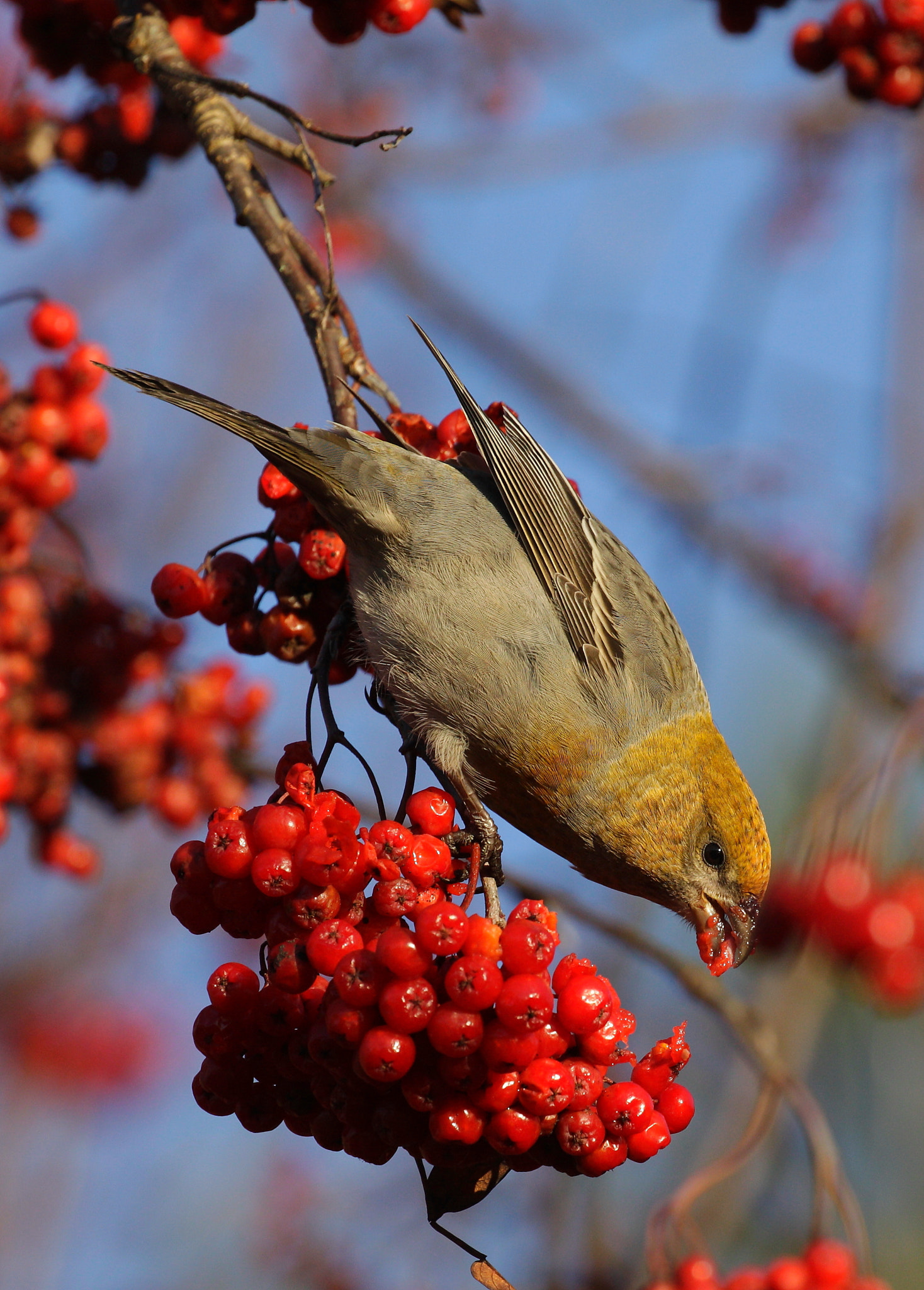 Canon EOS 50D sample photo. Pine grosbeak photography