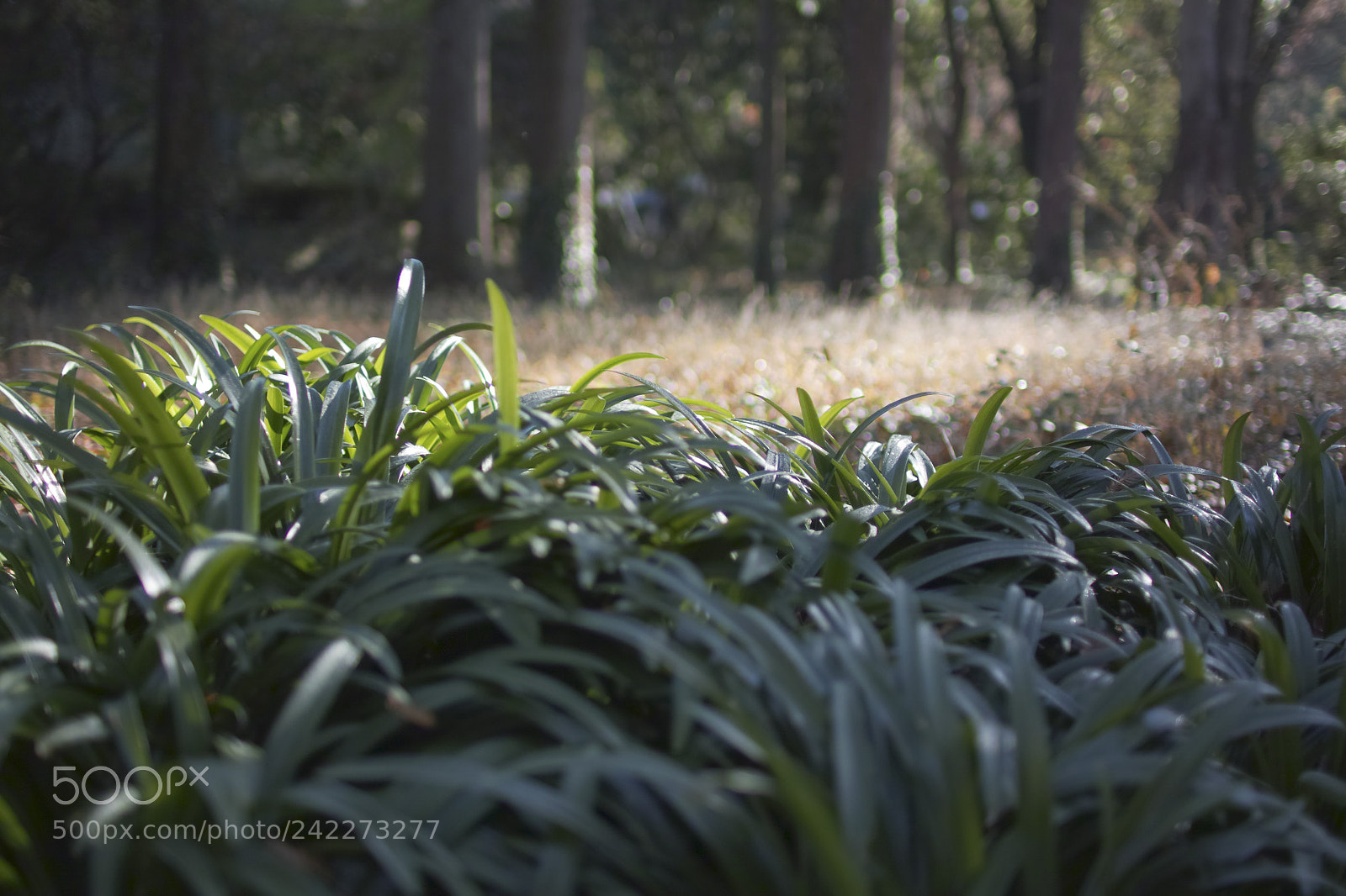 Sigma sd Quattro sample photo. Sdq_0158-002.jpg photography